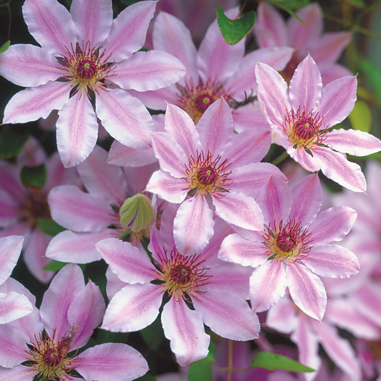 Clematis (Clematita) Nelly Moser, cu flori albe-roz, cataratoare