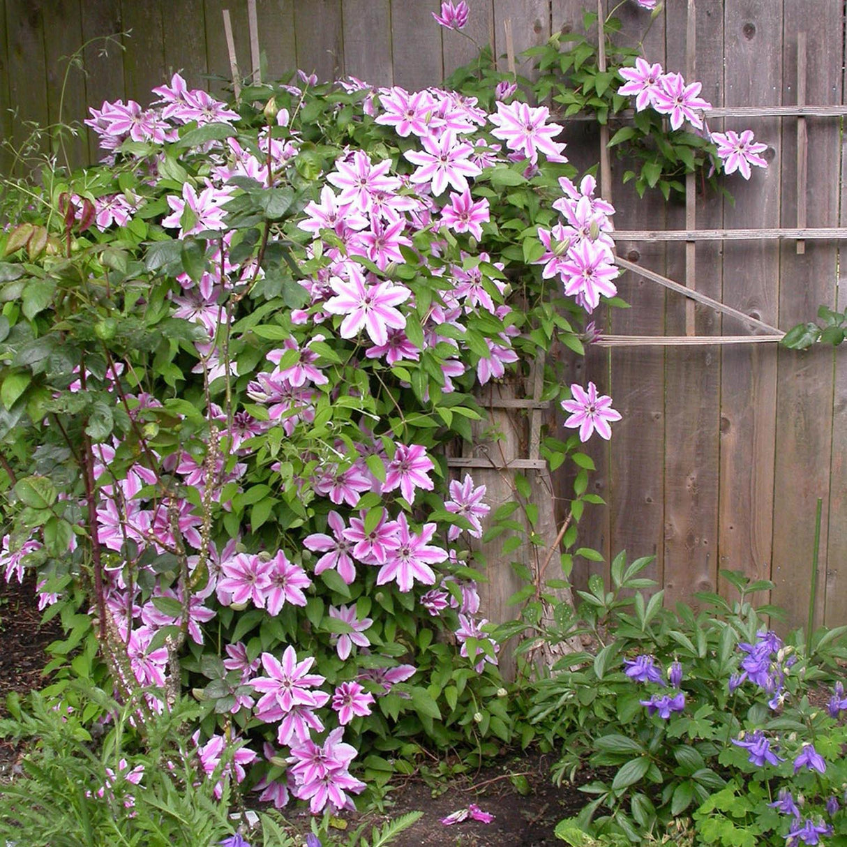 Clematis (Clematita) Nelly Moser, cu flori albe-roz, cataratoare