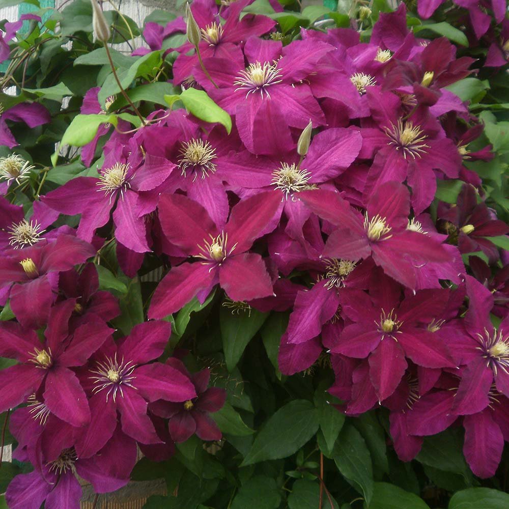 Clematis (Clematita) Niobe, cu flori rosu-burgundiu, cataratoare