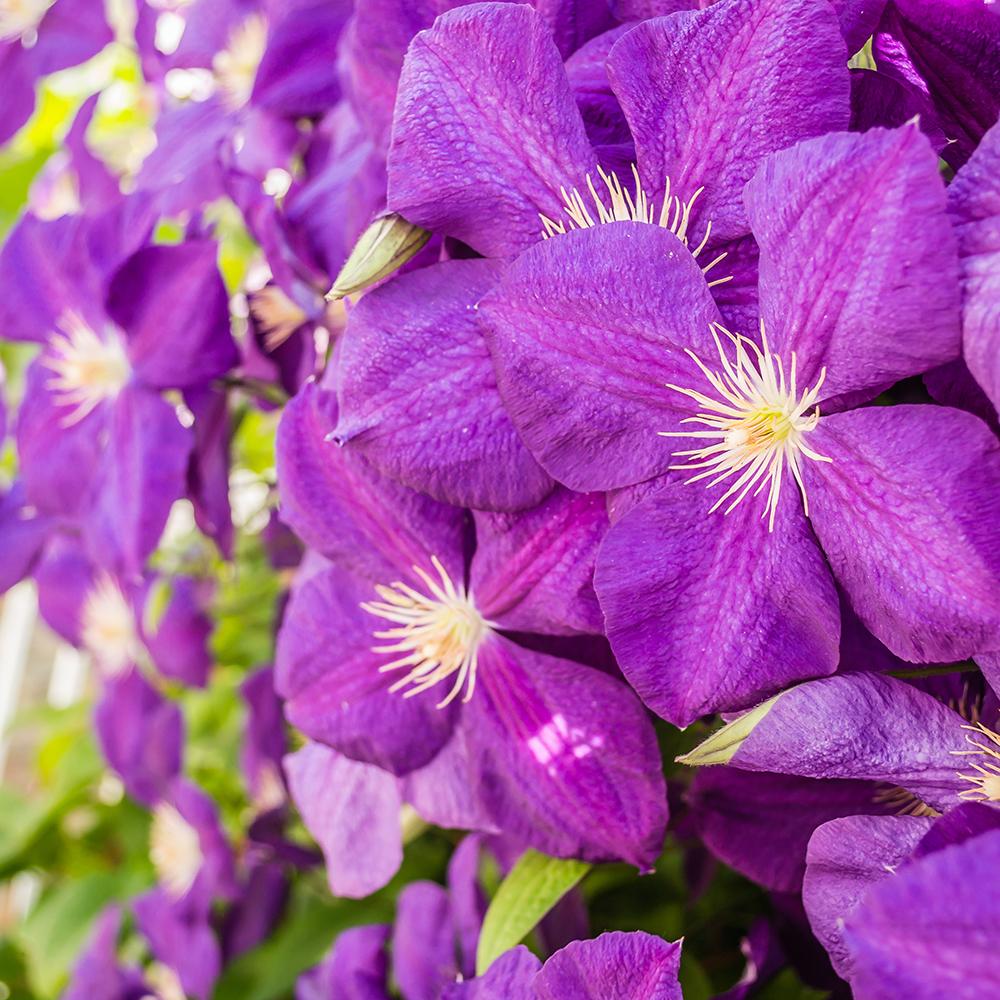 Клематис (Clematis) The President, с виолетови цветове, катерлив