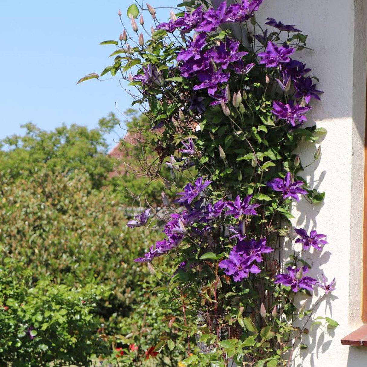 Клематис (Clematis) The President, с виолетови цветове, катерлив