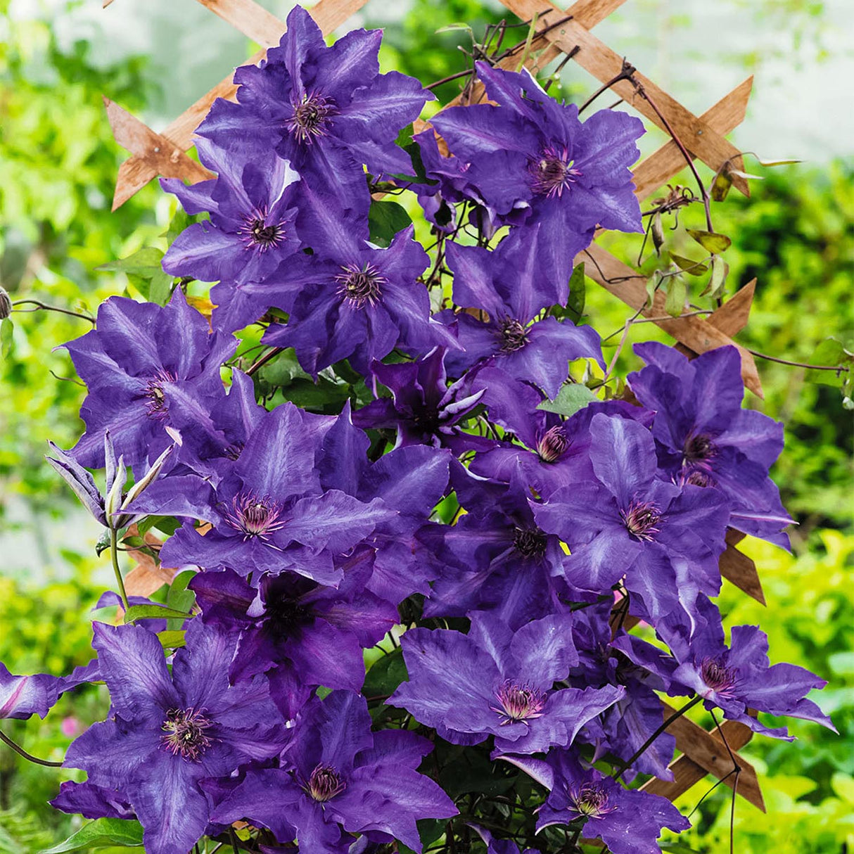 Клематис (Clematis) The President, с виолетови цветове, катерлив