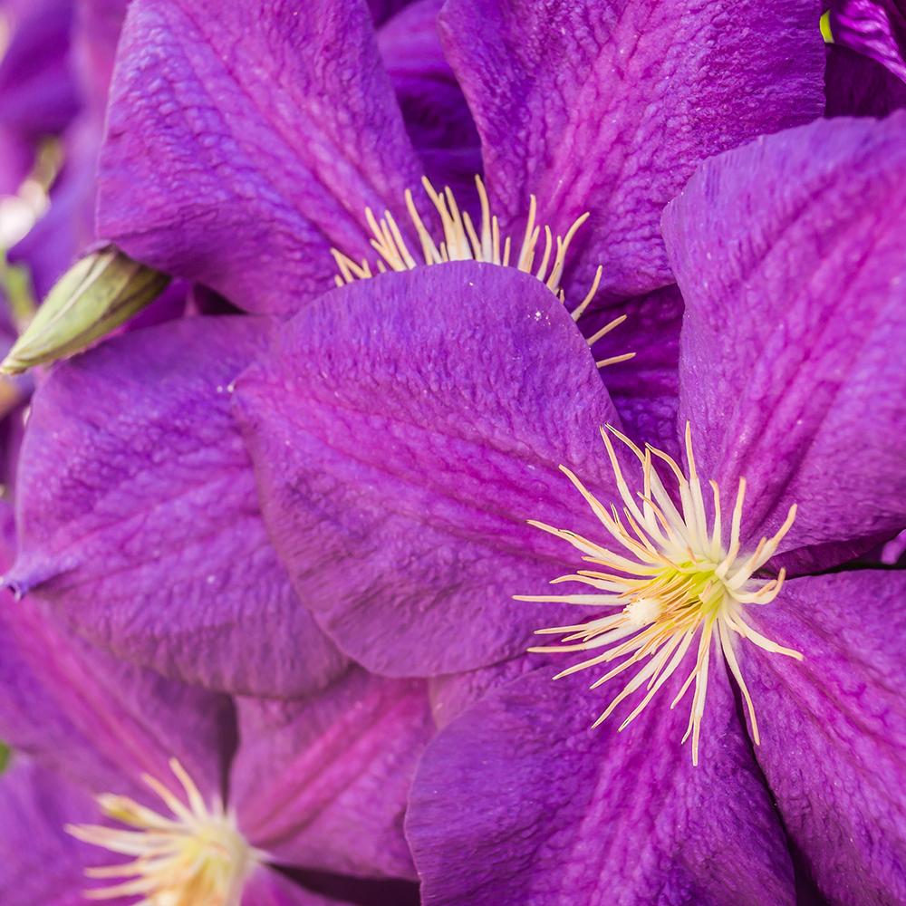 Клематис (Clematis) The President, с виолетови цветове, катерлив