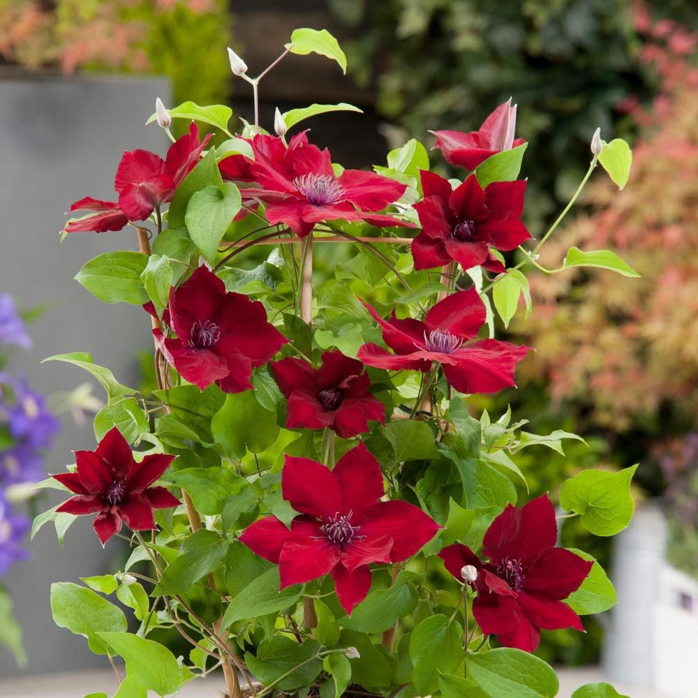 Clematis (Clematita) Nubia, cu Flori Rosu-Inchis, Cataratoare