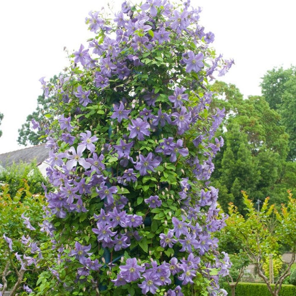 Clematis (Clematita) Prince Charles, cu flori albastre-deschise, cataratoare