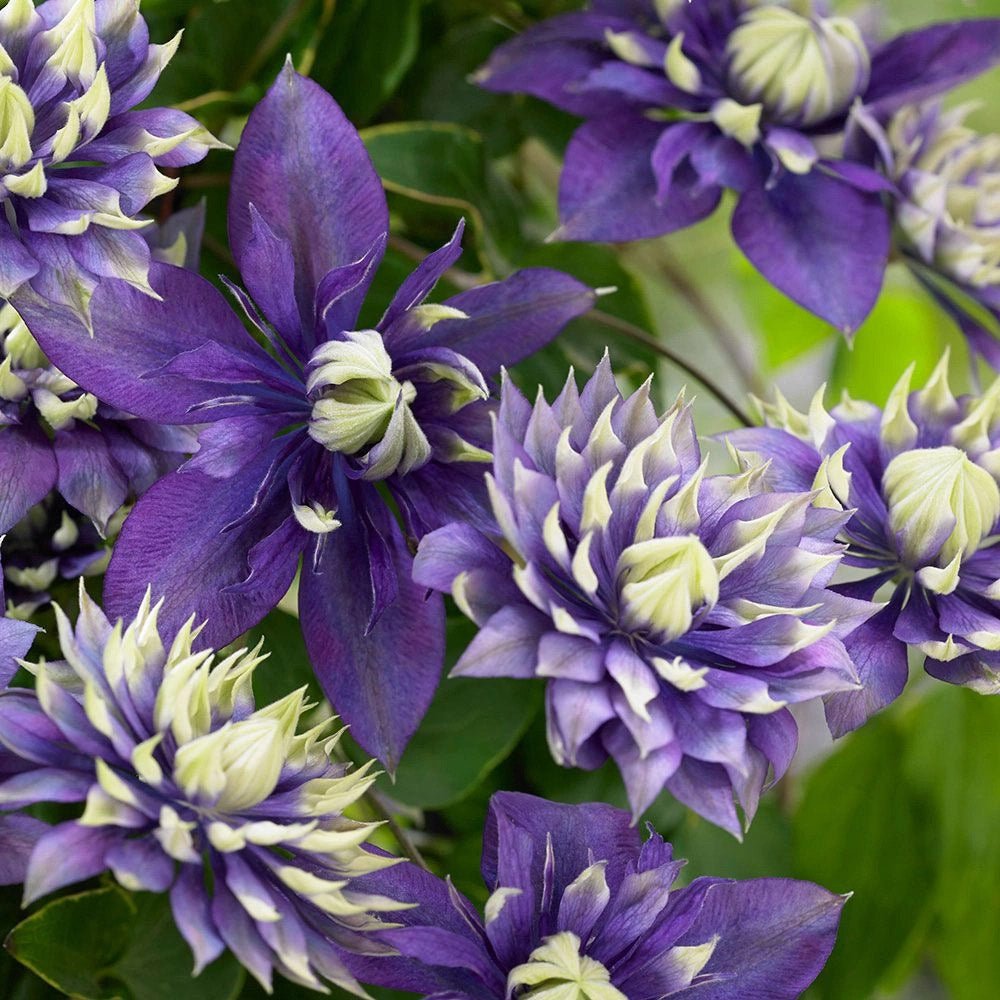 Clematis (Clematita) Taiga, cu Flori mov-galben, cataratoare