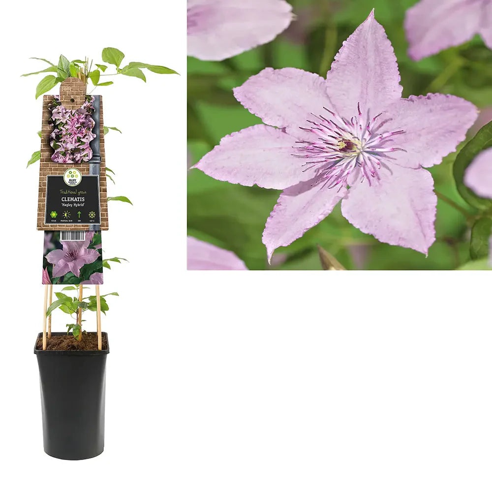 Clematis (Clematita) Hagley Hybrid, planta cataratoare cu flori mari roz-pal, inflorire abundenta vara