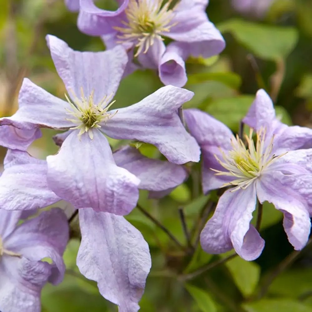 Clematis (Clematita) Prince Charles, planta cataratoare cu flori duble albastre-lavanda, inflorire abundenta vara, premiat
