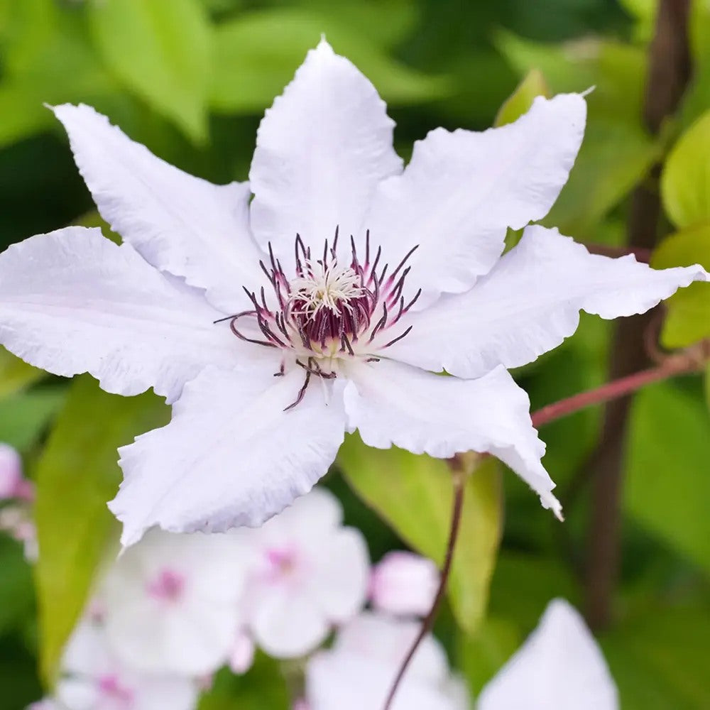 Clematis (Clematita) Snow Queen, planta cataratoare cu flori spectaculoase albe mari, inflorire abundenta primavara-vara