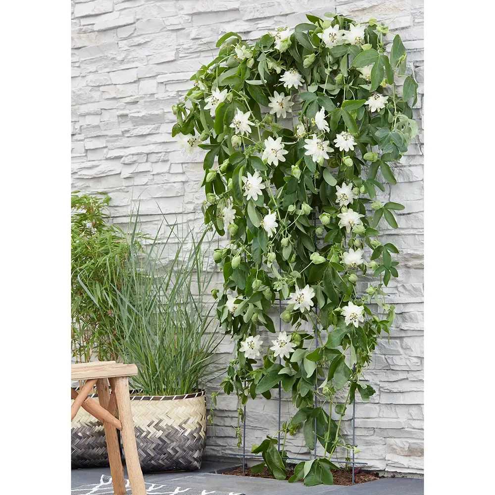 Клематис (Clematis) Snow Queen, катерливо растение с големи бели ароматни цветове