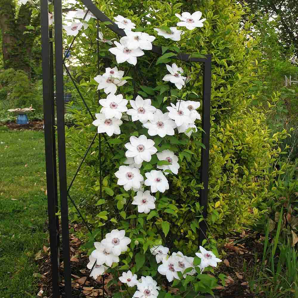 Clematis (Clematita) Miss Bateman, planta cataratoare cu flori mari albe, inflorire abundenta primavara/vara