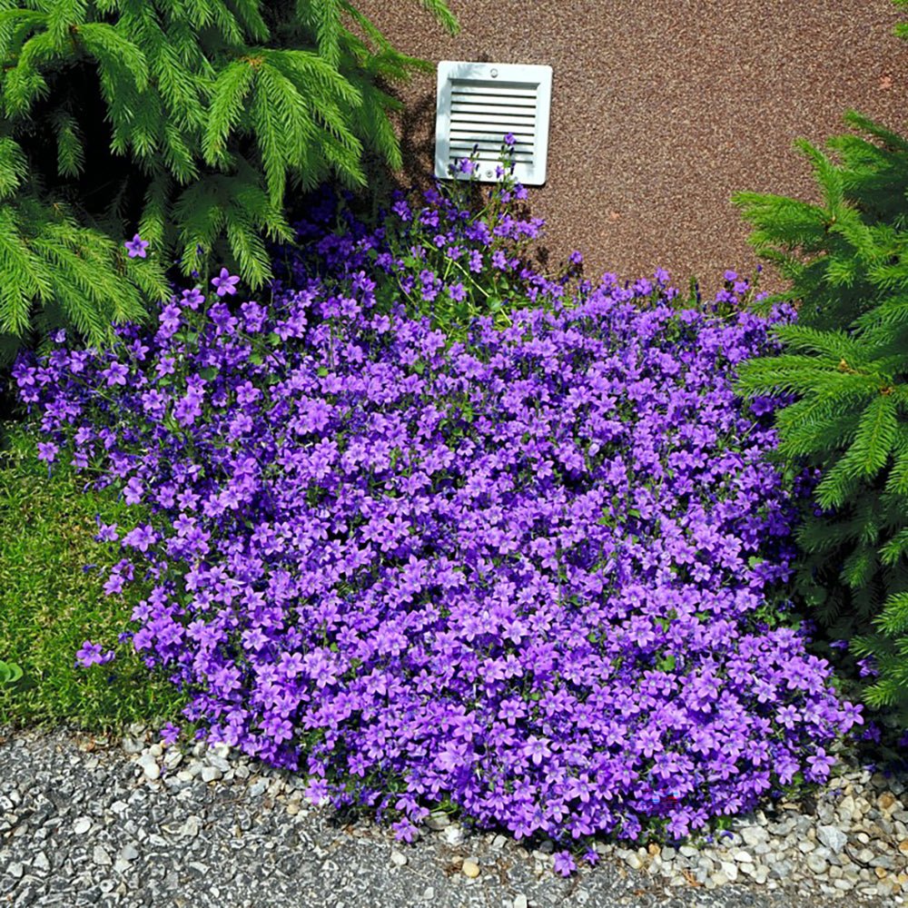 Clopotel purpuriu (Campanula) Intense Purple, cu frunze albastre-mov