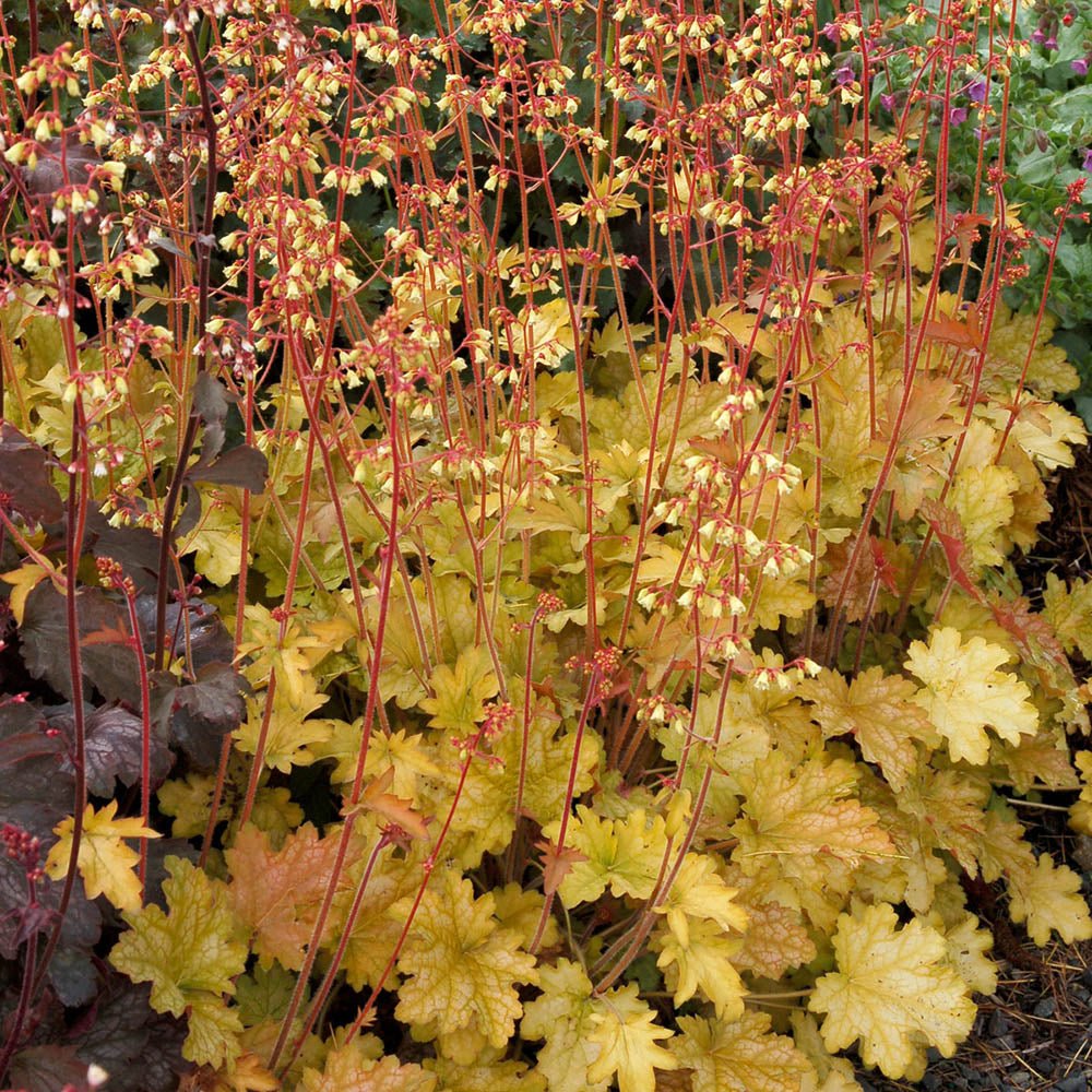 Clopotel purpuriu galben-portocaliu (Heuchera) Ginger Ale, acoperitor de sol