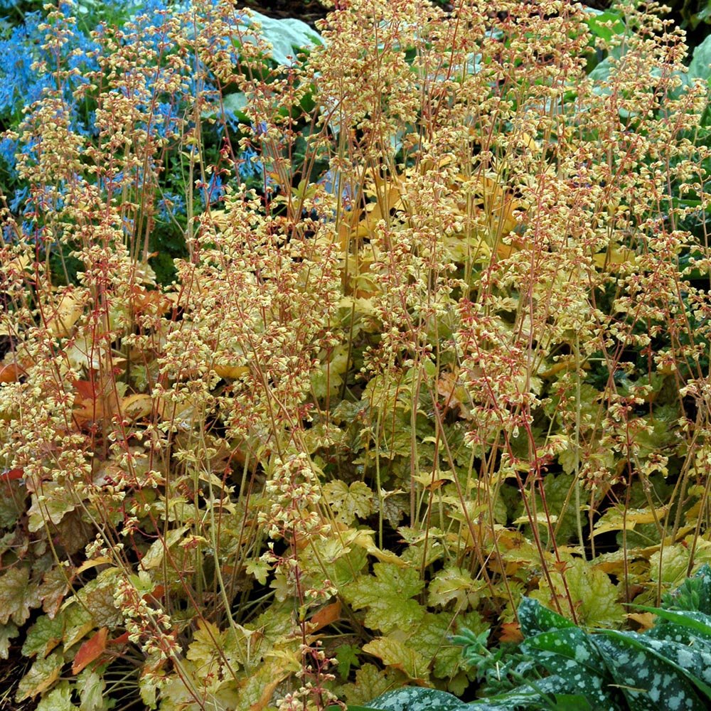 Clopotel purpuriu galben-portocaliu (Heuchera) Ginger Ale, acoperitor de sol