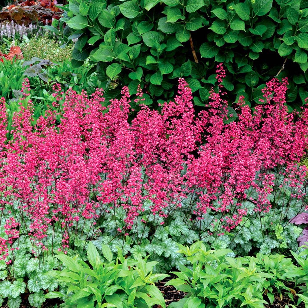 Clopotel purpuriu (Heuchera) Paris, acoperitor de sol