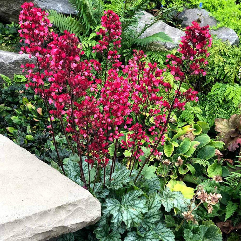 Clopotel purpuriu (Heuchera) Paris, acoperitor de sol