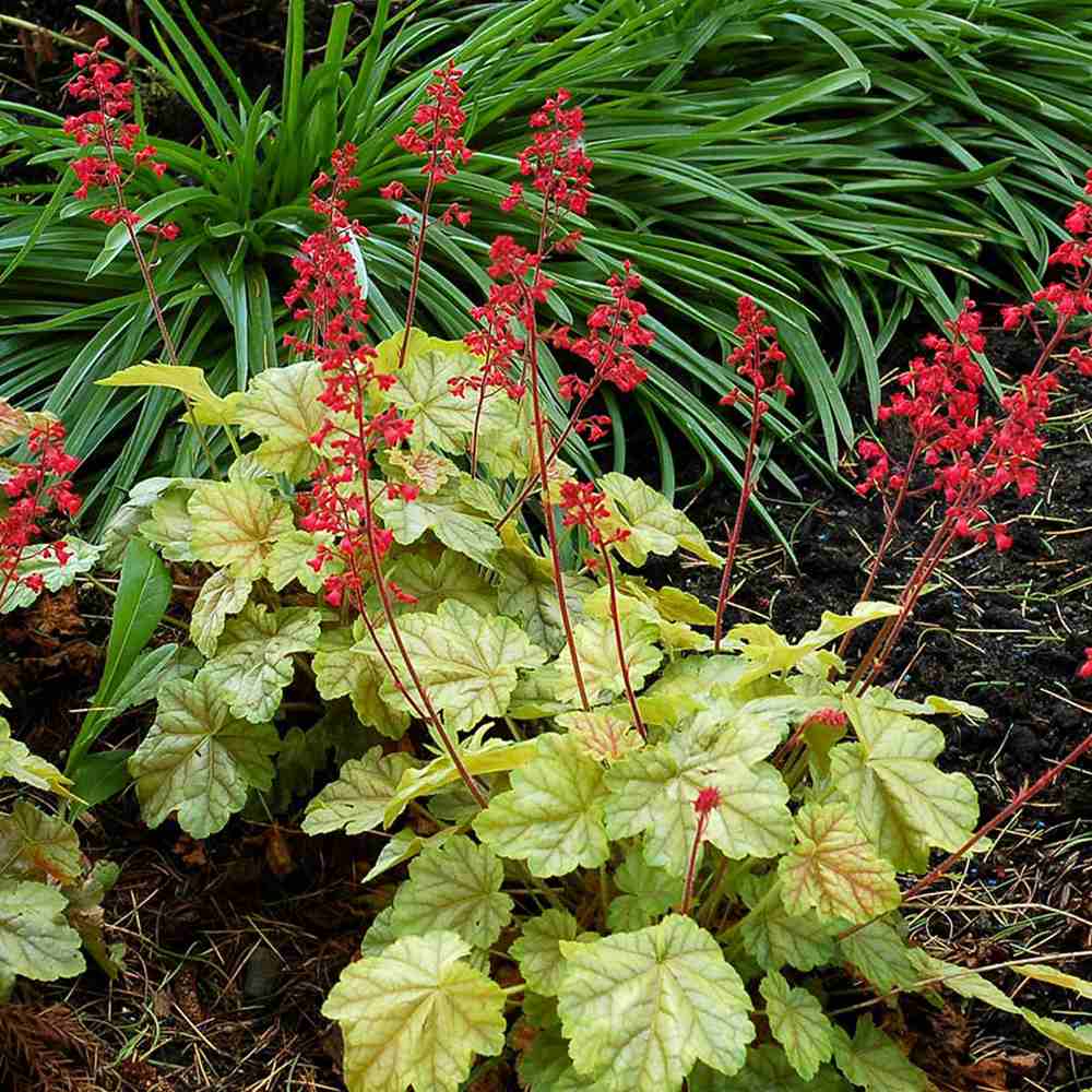 Clopotel purpuriu verde (Heuchera) Blooming Green, acoperitor de sol