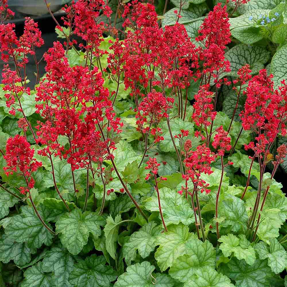 Clopotel purpuriu verde (Heuchera) Blooming Green, acoperitor de sol