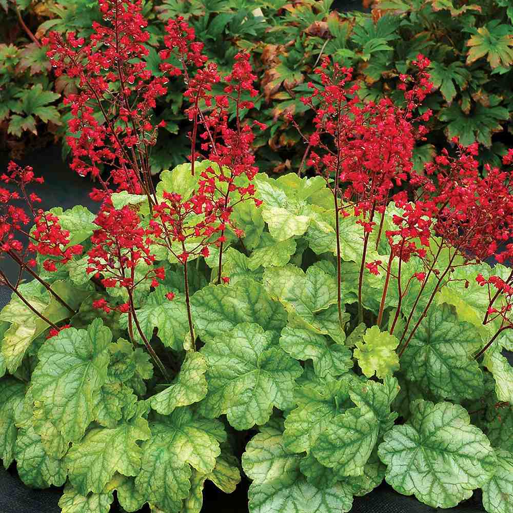 Clopotel purpuriu verde (Heuchera) Blooming Green, acoperitor de sol