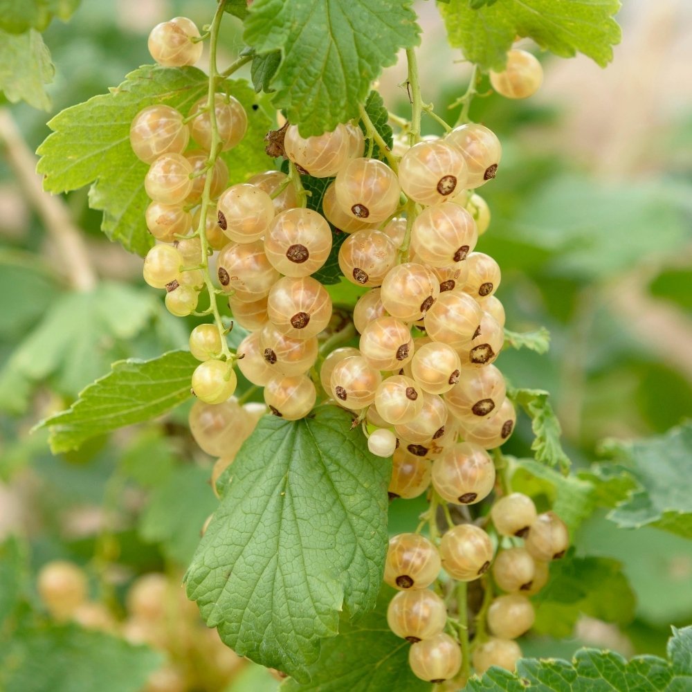 Coacaz alb Werdavia (Ribes Rubrum), cu fructe dulci-acrisor aurii-alb
