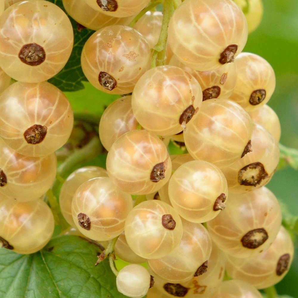 Coacaz alb Werdavia (Ribes Rubrum), cu fructe dulci-acrisor aurii-alb