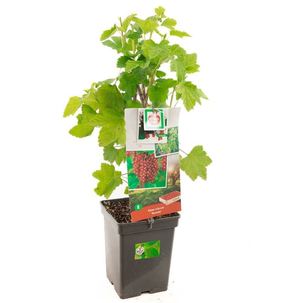 Coacaz Rosu Rivada (Ribes Rubrum Rovada), cu fructe dulci-acrisor