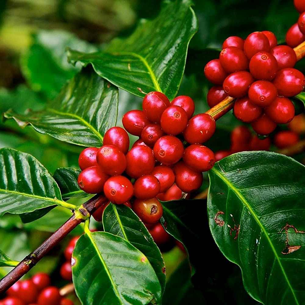 Arborele de Cafea, pom fructifer exotic, planta de interior, produce boabe de cafea reale