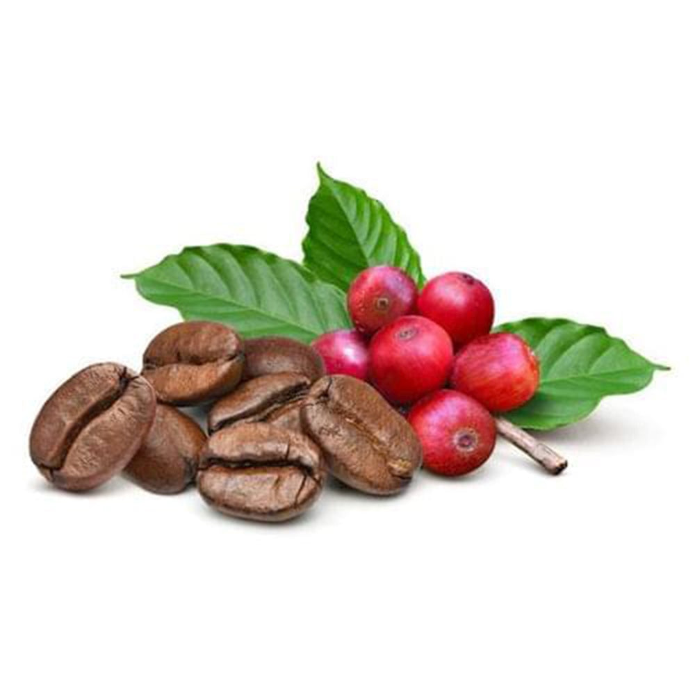 Arborele de Cafea, pom fructifer exotic, planta de interior, produce boabe de cafea reale