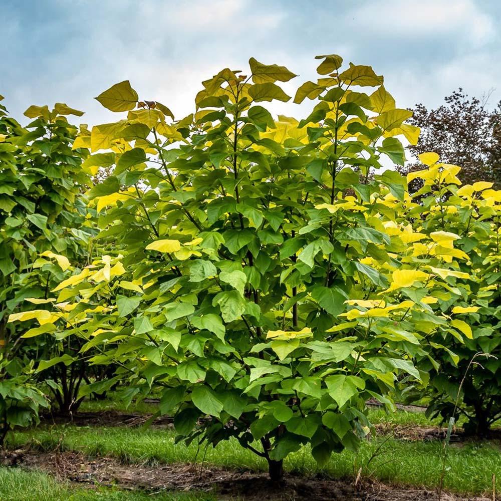 Catalpa Nana Globulara Auriu (Arbore Trompeta)