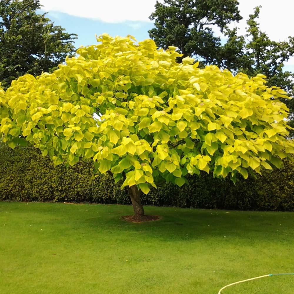 Catalpa Nana Globulara Auriu (Arbore Trompeta)