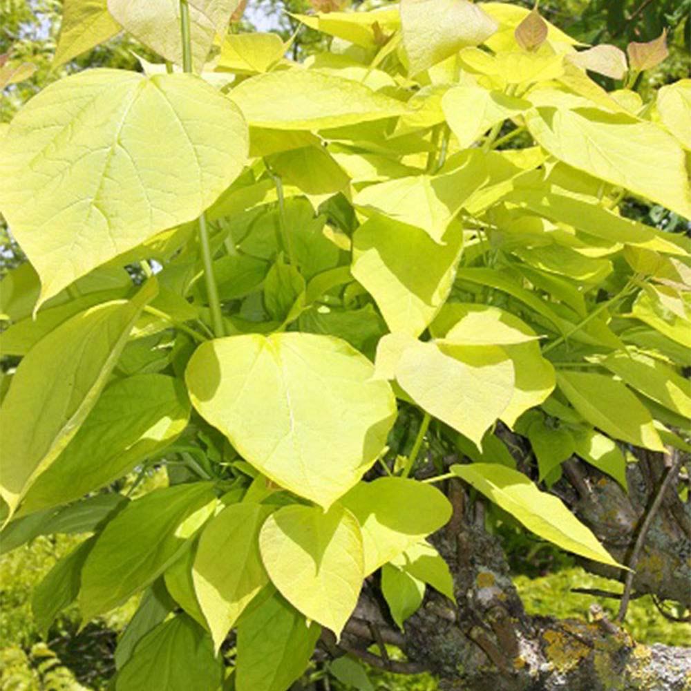Catalpa Nana Globulara Auriu (Arbore Trompeta)