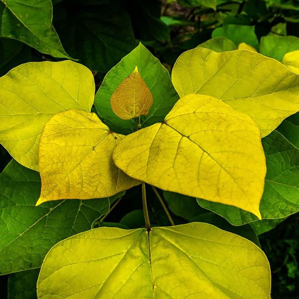 Catalpa Nana Globulara Auriu (Arbore Trompeta)