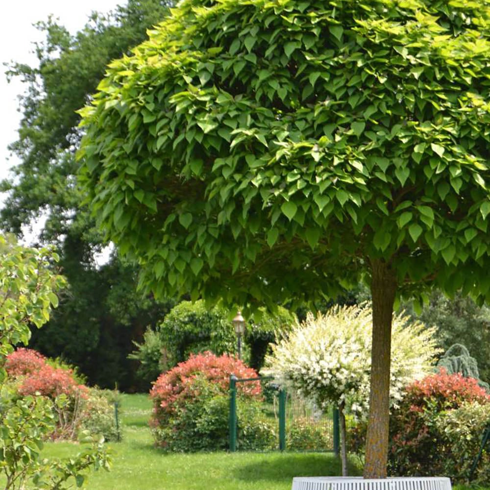 Catalpa Nana Globulara (Trumpet Tree)