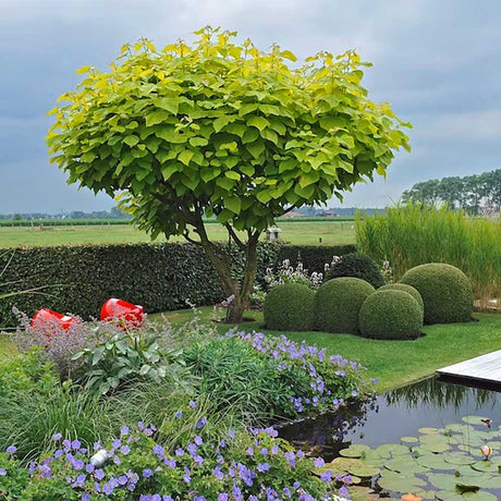 Catalpa Nana Globulara (Trumpet Tree)