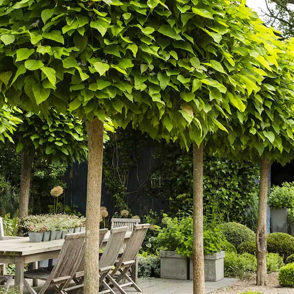 Catalpa Nana Globulara (Trumpet Tree)