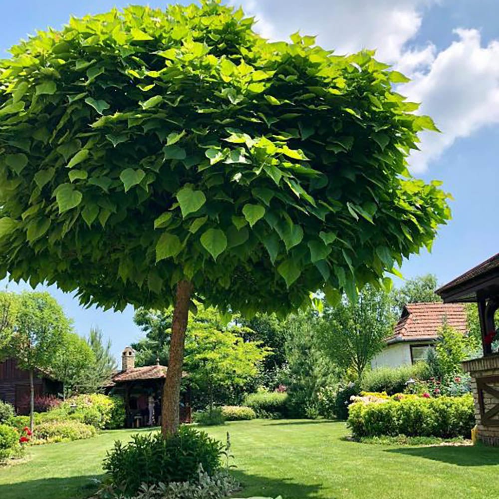 Catalpa Nana Globulara (Trumpet Tree)