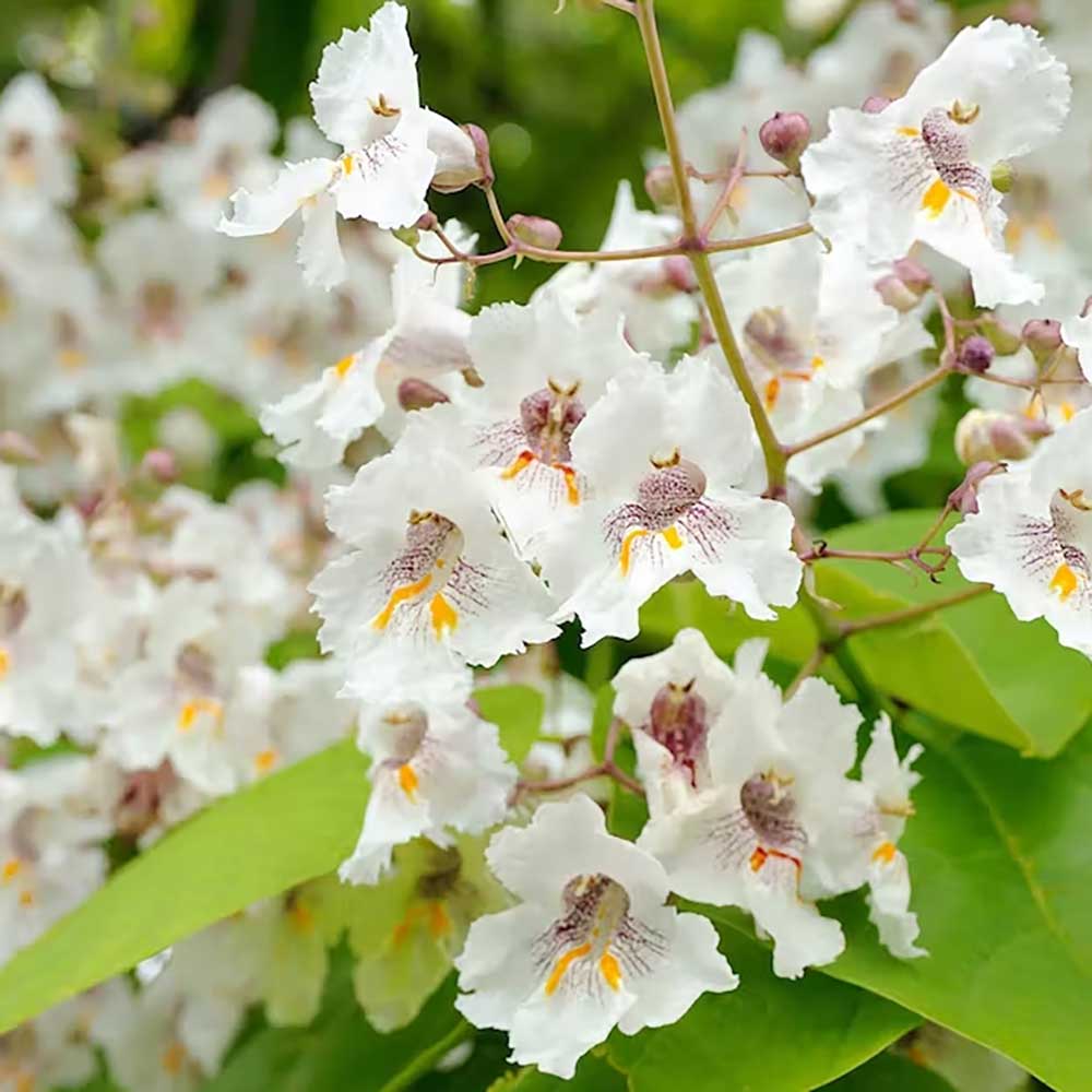 Catalpa Nana Globulara (Trumpet Tree)