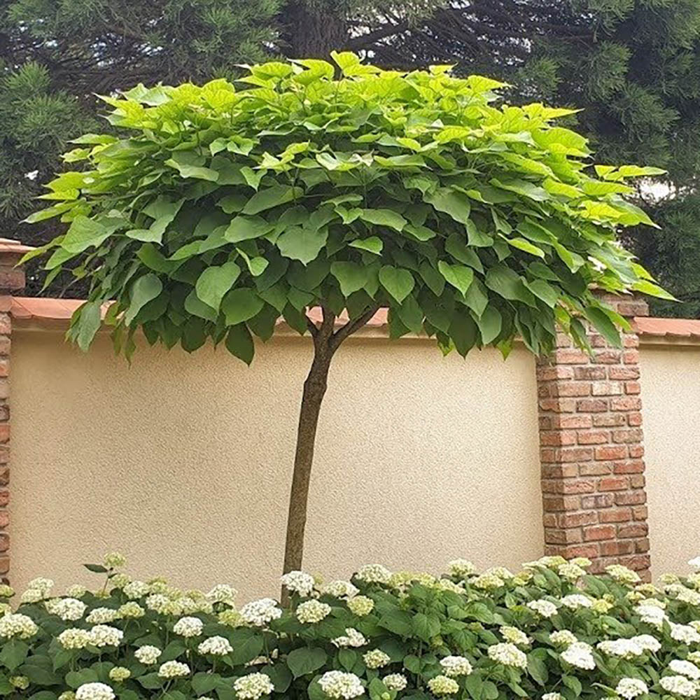 Catalpa Nana Globulara (Trumpet Tree)