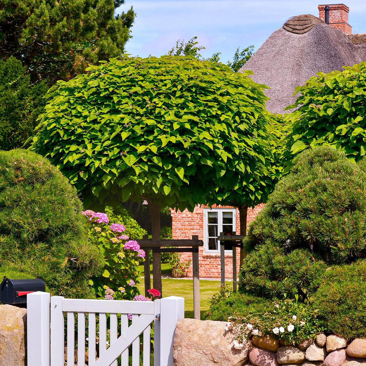 Catalpa Nana Globulara (Trumpet Tree)