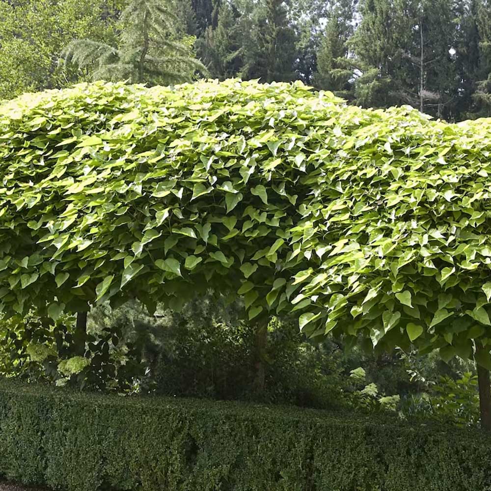 Catalpa Nana Globulara (Trumpet Tree)