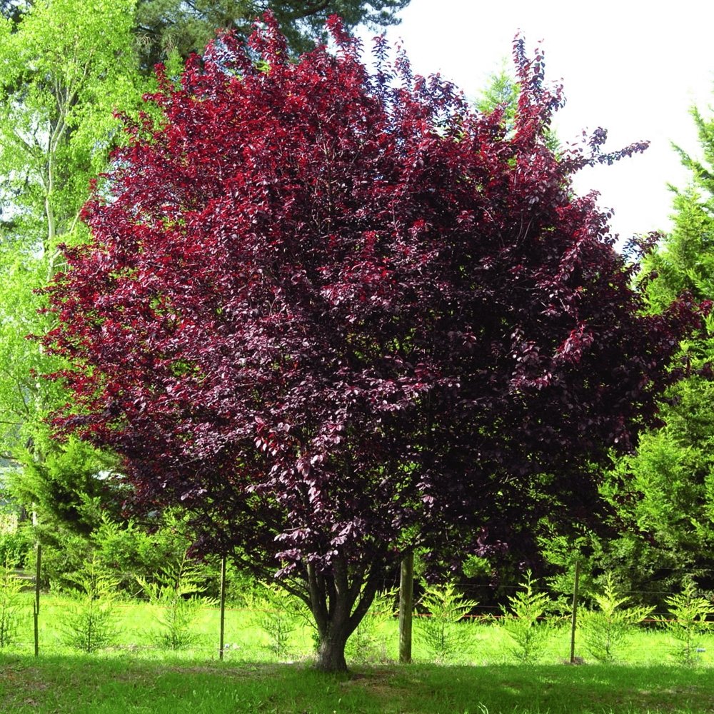 Prun ornamental Corcodus rosu, cu flori roz-alb