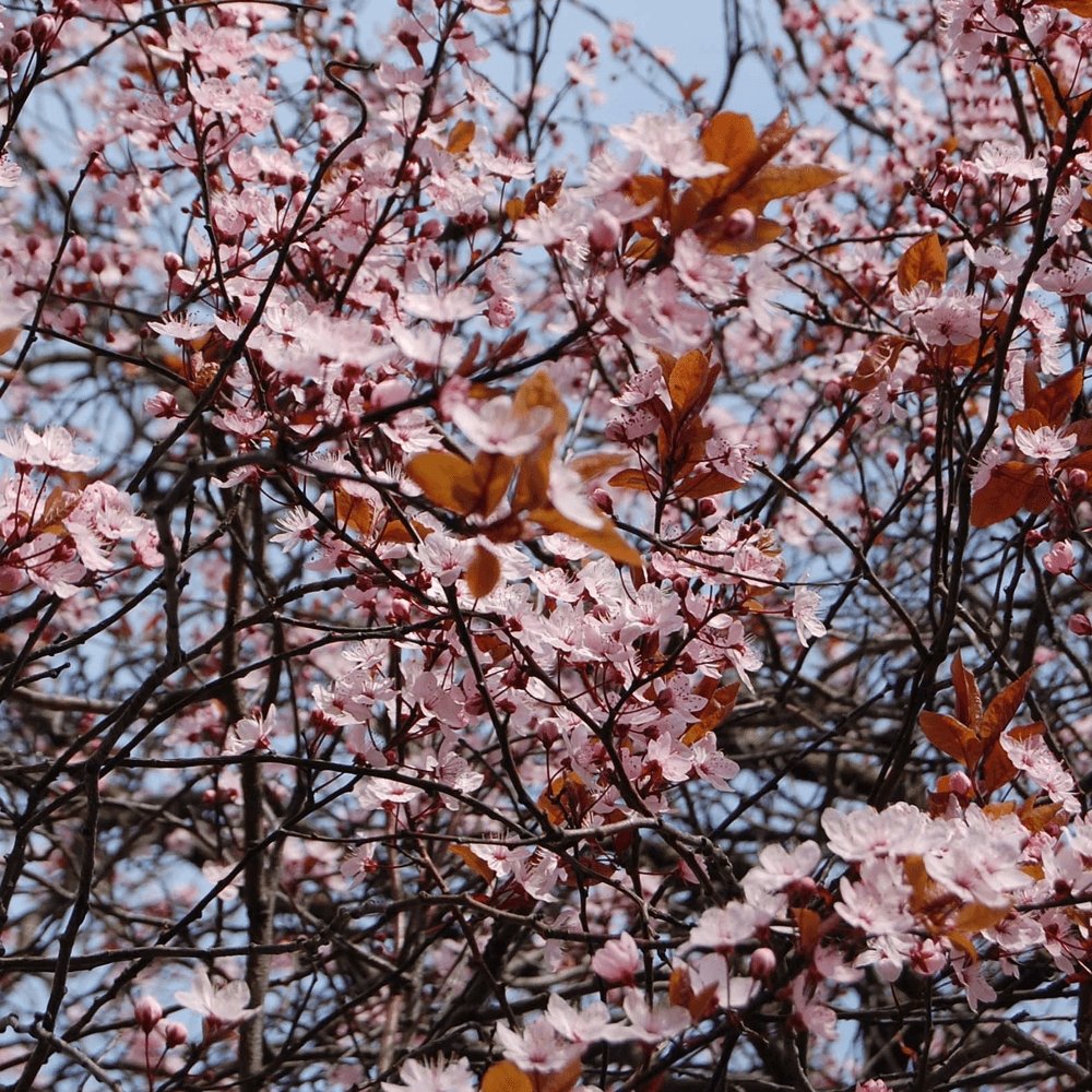 Prun ornamental Corcodus rosu, cu flori roz-alb