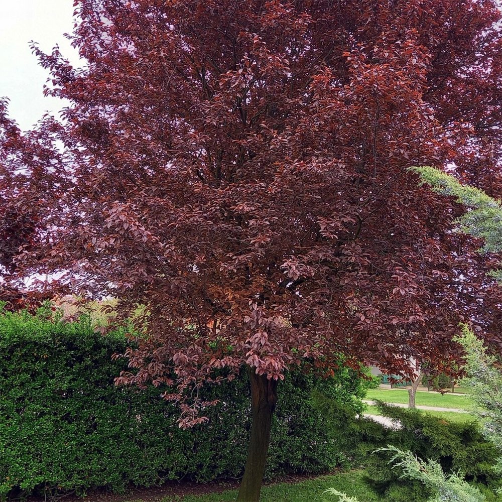 Prun ornamental Corcodus rosu, cu flori roz-alb