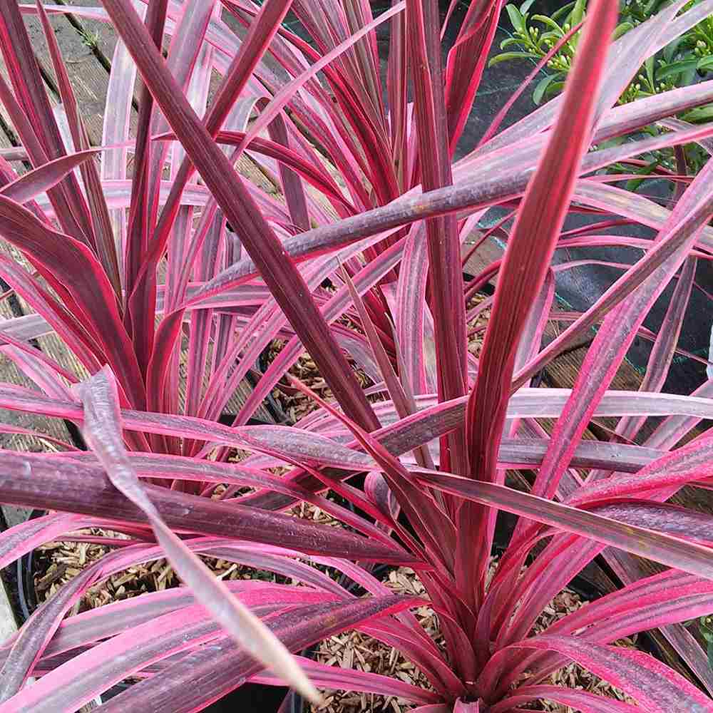 Cordyline Pink Passion, 50-60 см, екзотично декоративно растение с интензивнорозови листа