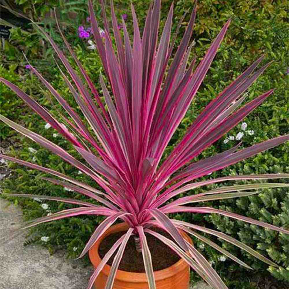 Cordyline Pink Passion, 50-60 см, екзотично декоративно растение с интензивнорозови листа
