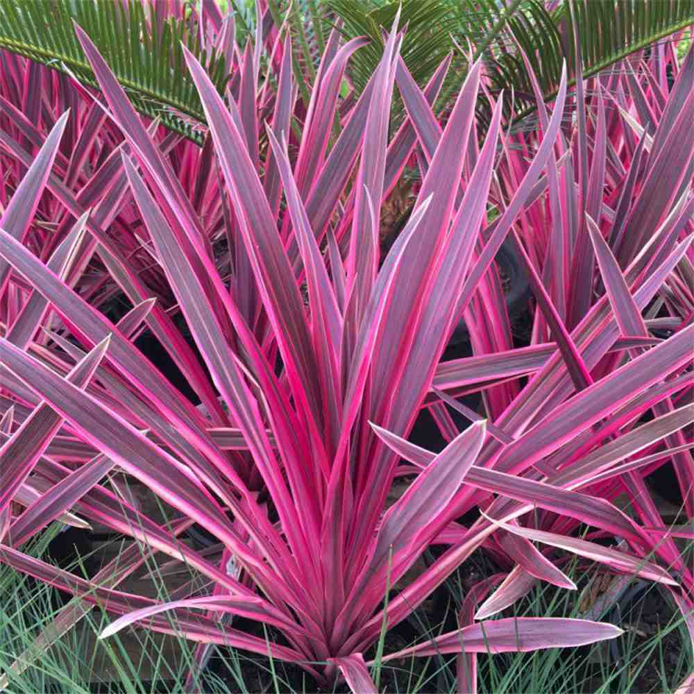 Cordyline Pink Passion, 50-60 см, екзотично декоративно растение с интензивнорозови листа