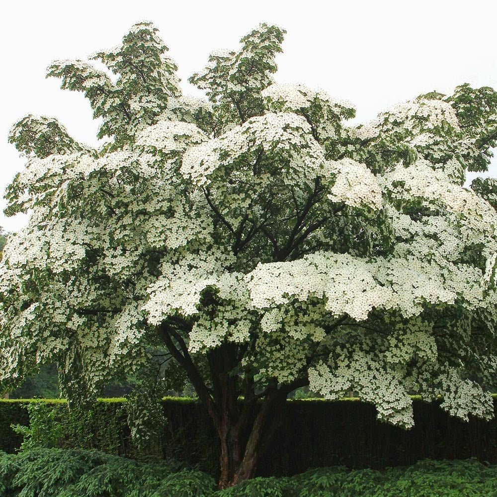Китайски дрян Cornus kousa 'Milky Way' – декоративно дърво с бели цветове и ядливи плодове