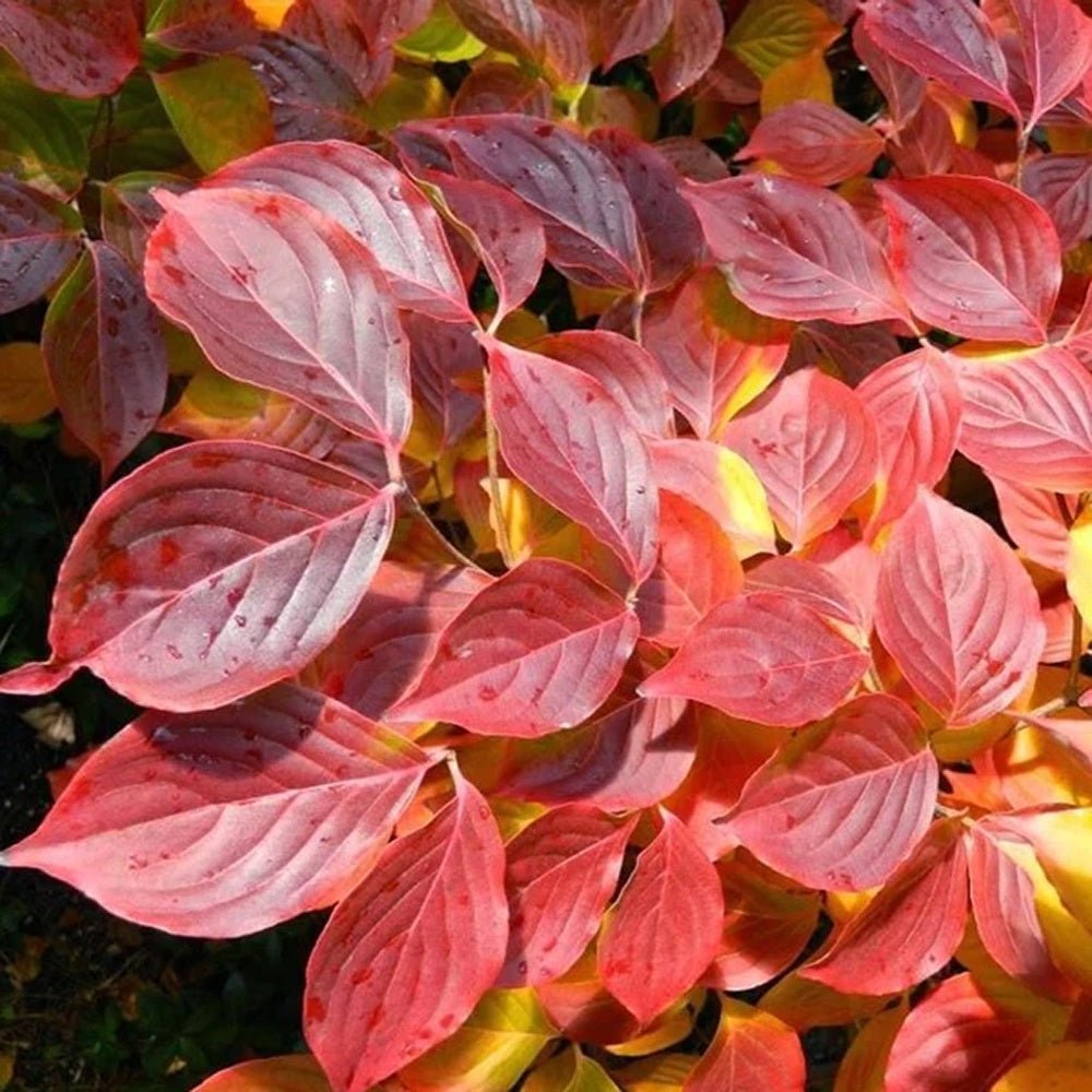 Китайски дрян Cornus kousa 'Milky Way' – декоративно дърво с бели цветове и ядливи плодове