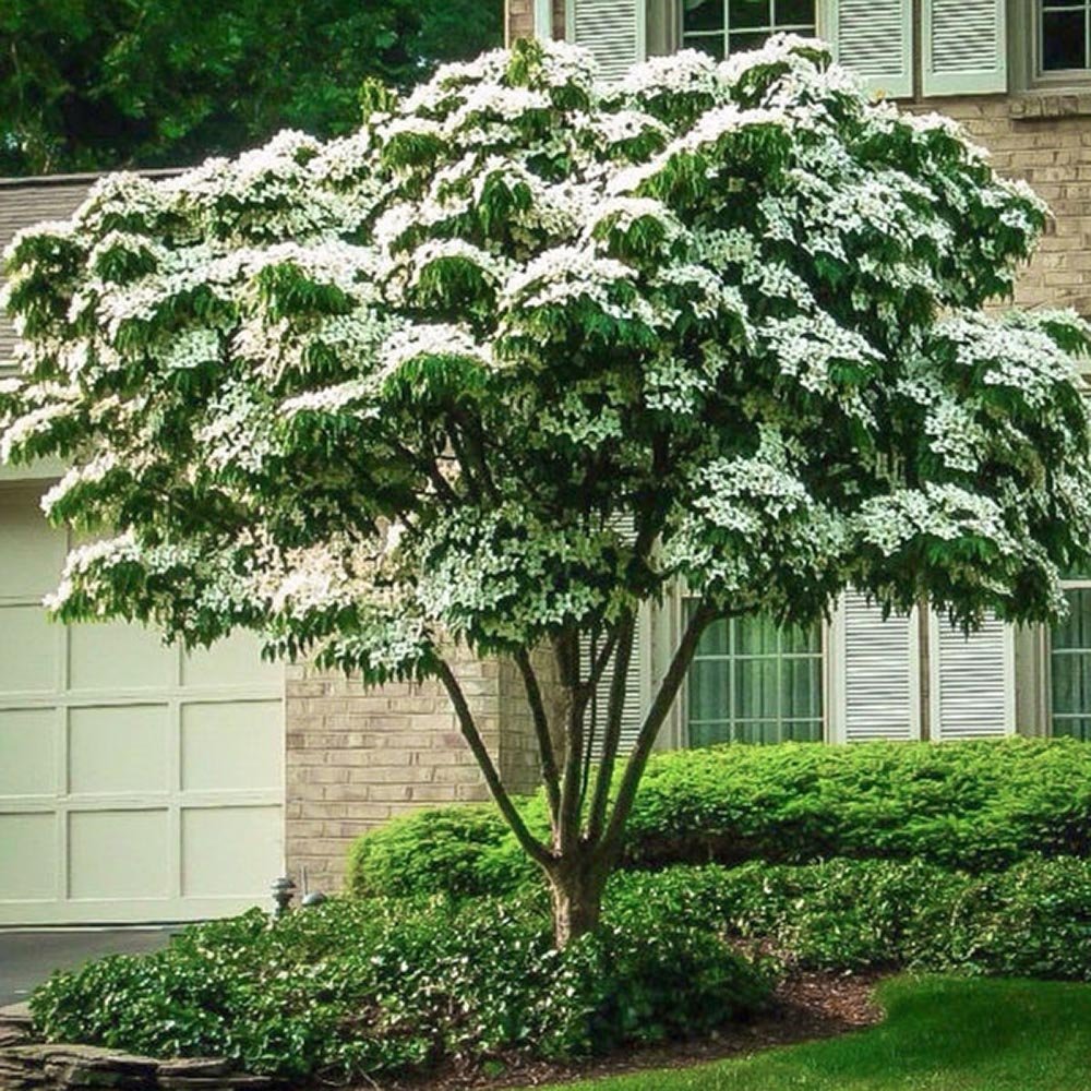 Китайски дрян Cornus kousa 'Milky Way' – декоративно дърво с бели цветове и ядливи плодове