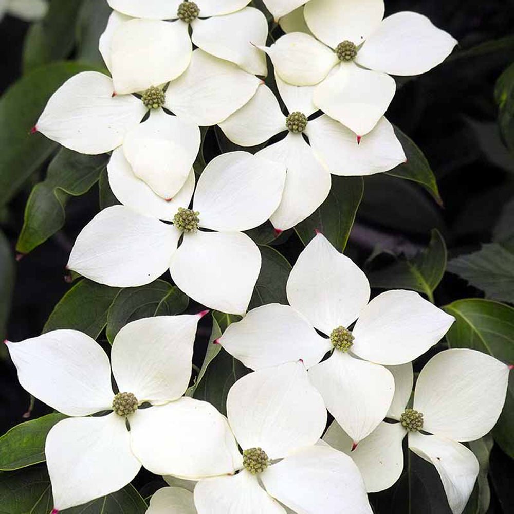 Китайски дрян Cornus kousa 'Milky Way' – декоративно дърво с бели цветове и ядливи плодове